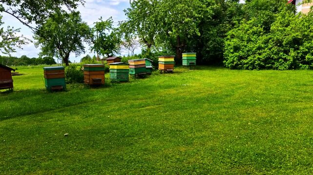 A smooth panning view across rows of vibrant beehives nestled in a lush, green summer orchard.