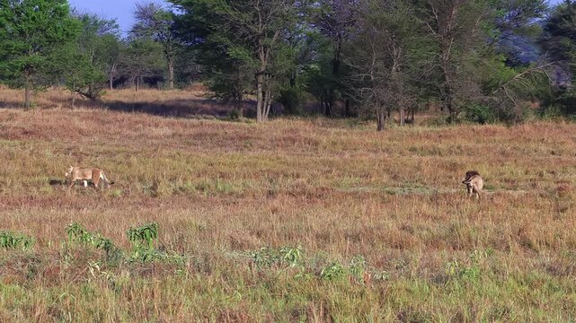 Handheld shot of an adult male lion and lioness roaming through the tall grass after mating on the Serengeti plains during the Great Migration in Tanzania, Africa.