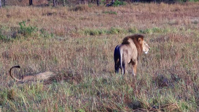 Handheld shot of an adult male lion and lioness resting in tall grass after mating on the Serengeti plains during the Great Migration in Tanzania, Africa.