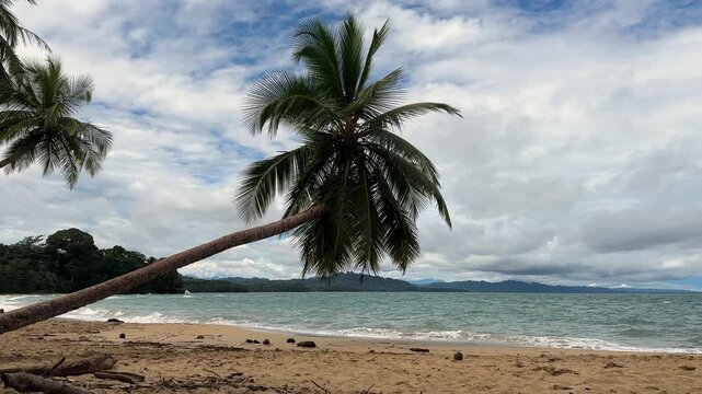 Wide shot of Punta Uva beach in Costa Rica featuring a leaning palm tree and open ocean. The spacious tropical setting highlights the coastline and natural scenery.