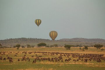 Hot Air Balloons Flying Over Wildebeest Migration in Maasai Mara © Janica