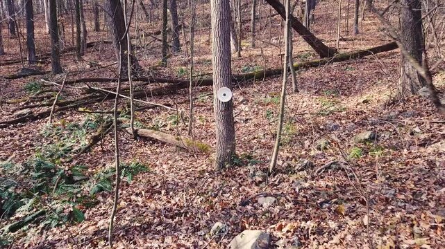 Circular target practice with firearms or airguns inside dense forest woods of Pennsylvania USA