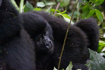 Young mountain gorilla resting in dense tropical forest © Janica