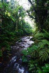 Fototapeta premium Rapid River Flowing Through Pristine Tropical Rainforest