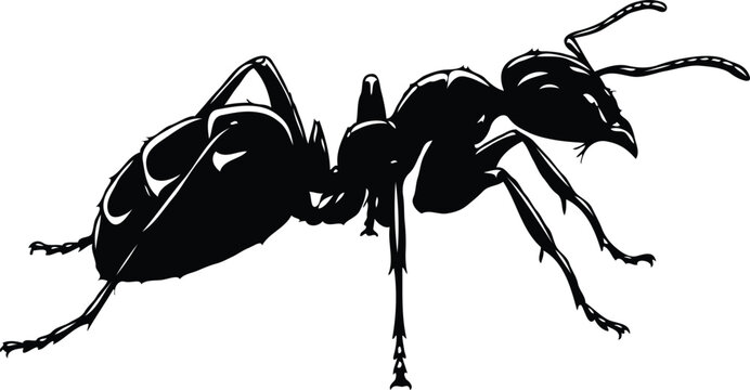 Detailed illustration of a black ant, realistic insect side view on white background