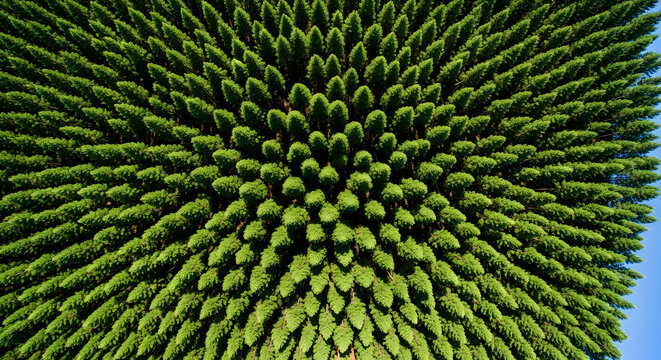 vineyard in france, Aerial View of Vast Symmetrical Tree Plantation Rows Under Clear Blue Sky