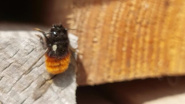 Close up of a fluffy mason bee sitting on a wooden beam in sunlight