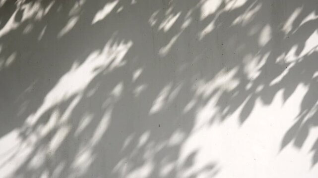 白い壁に揺れる木の葉の影