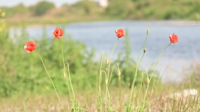 Long-headed poppy flowers blowing in the wind by the river.