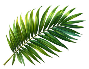 Fototapeta premium Vibrant green palm frond with yellow-green streaks, isolated