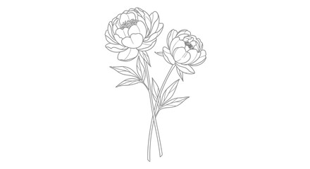 Elegant peony floral sketch a delicate line drawing of two blooming peonies © Shuvo