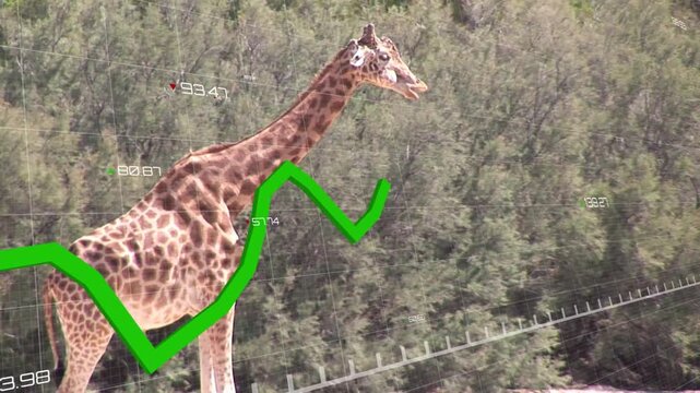Giraffe shifting while jagged graph entering lower-left and crossing flank displaying wildlife data