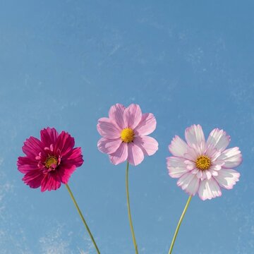 Three Cosmos Flowers in Pink and White on Blue Background, Minimal Floral Composition
