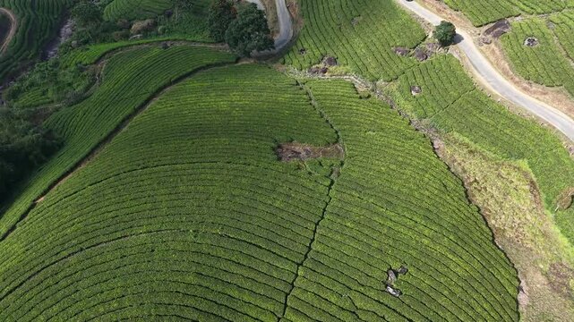 Munnar view 