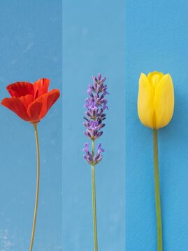 Red Poppy, Lavender and Yellow Tulip Flowers on Blue Background, Minimal Floral Set

