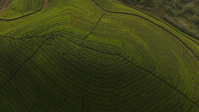 Tea Estate