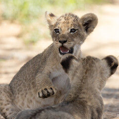 Obraz premium two tiny lion cubs are playing