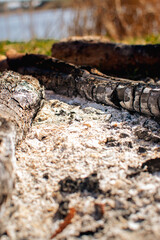 Fototapeta premium extinguished riverside campfire with ash and charred wood in close-up under natural daylight