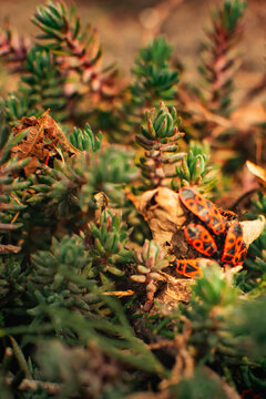 macro of firebugs on dry leaf among sedum plants with vivid red and black pattern in natural light