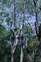 Fototapeta premium Tall tropical forest trees with slender trunks and green foliage, natural woodland canopy background