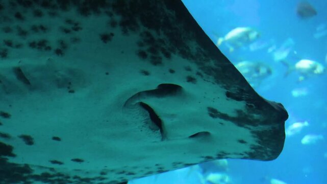 Close up underwater view of a spotted stingray swimming slowly with small fish in background.