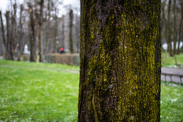 Fototapeta premium Close view of moss covered tree bark in a quiet city park as light snow drifts through the air shallow depth of field and bokeh frame a calm scene of seasonal change and natural texture