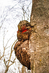 Obraz premium close-up of burl growth on deciduous tree trunk with red mark on rough bark, blurred forest background