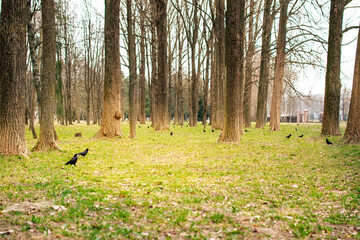 Large flock of rooks foraging on green grass in spring park with trees and soft light © Vasilisa Dorofeeva