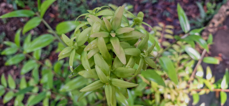 Top View of Tonina Fluviatilis Aquatic Plant with Spiral Leaves in Natural Environment