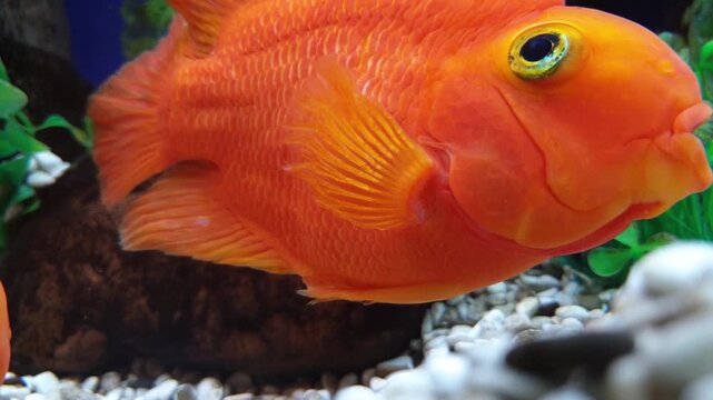 A close-up (macro) of an orange parrotfish, showing scale and eye details. A close-up of the exotic aquarium fish against a backdrop of white rocks and green plants.