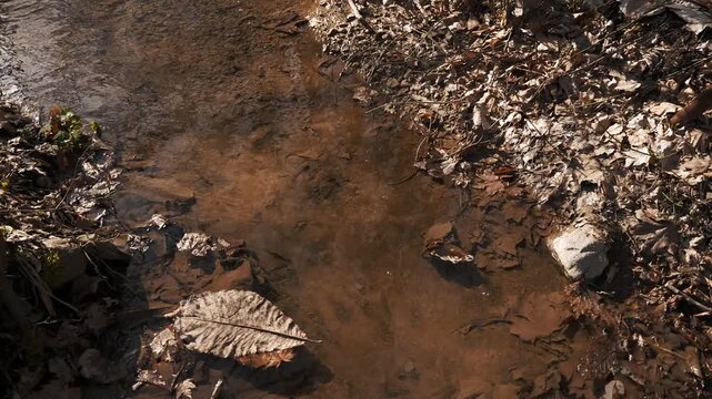 水底の落ち葉と浮かぶ茶色い葉