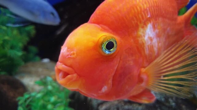 A close-up of a bright orange parrotfish swimming in front of the camera in an aquarium. A detailed macro shot of this exotic aquarium fish against a backdrop of green plants and rocks.
