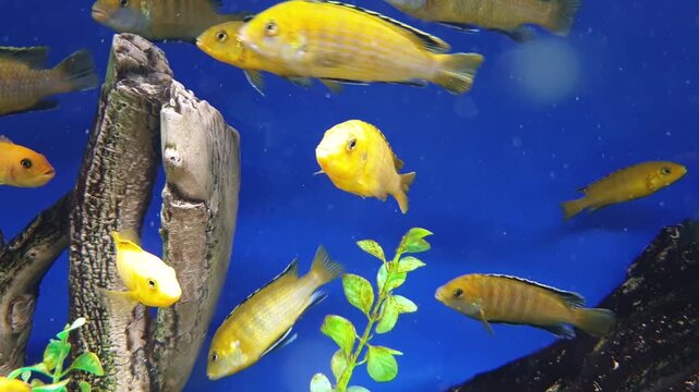 A school of bright yellow African cichlids swimming actively in an aquarium against a rich blue background. Decorative freshwater tank with exotic fish, natural driftwood, and aquatic plants