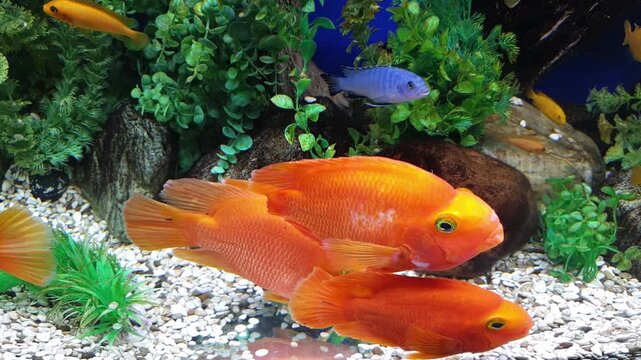 A group of bright orange blood parrot cichlids swimming in a clean freshwater aquarium with green plants. Decorative tropical fish moving slowly against a background of rocks and aquatic vegetation