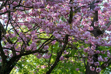 Fototapeta premium pink cherry blossoms in spring