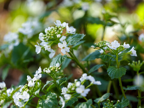 Alliaria petiolata, or garlic toad, is a herbaceous biennial plant, a species of the genus Alliaria of the cabbage family ( Brassicaceae )