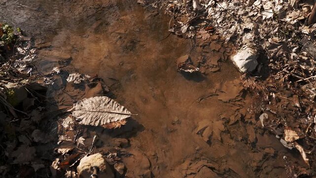 水底の落ち葉と浮かぶ茶色い葉