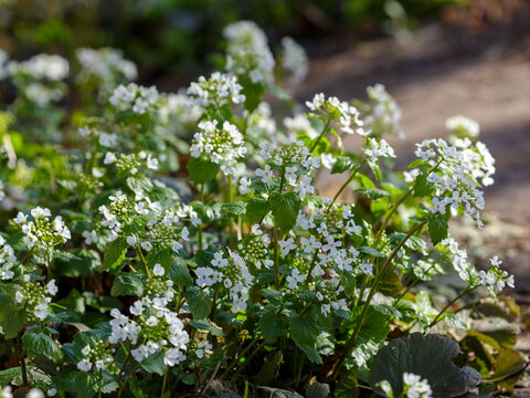 Alliaria petiolata, or garlic toad, is a herbaceous biennial plant, a species of the genus Alliaria of the cabbage family ( Brassicaceae )