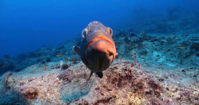 big grouper swim close with a big remora pilot fish swim together underwater goliath dusky grouper ocean scenery Epinephelus marginatus