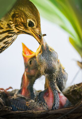 Obraz premium Song thrush bird putting worms into the mouth of hungry baby chick.