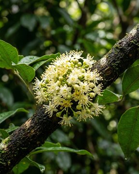 Cambuc&aacute; Flower &ndash; Plinia edulis