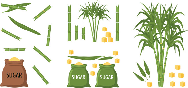 Sugarcane elements set with plant stalk leaves cubes and sugar bags isolated on white background for agriculture food production and sweet industry concepts