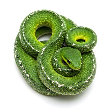 green snake on white background