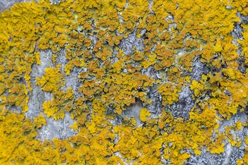 Żółty porost na korze drzewa w zbliżeniu – naturalna tekstura, mikroskopijny świat przyrody i ekologiczny wzór tła. © Henryk Guziak