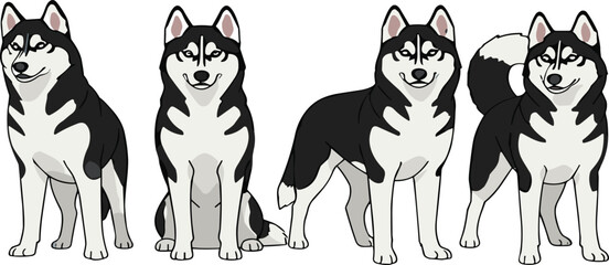 Siberian husky dog poses vector illustration set with realistic cartoon canine characters in standing sitting and walking positions collection © Sumon Creative
