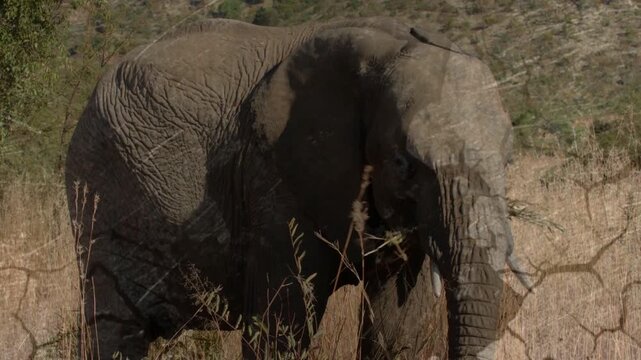 Elephant lowering trunk and eating in plain for education cracked-earth diagonal streaks persisting