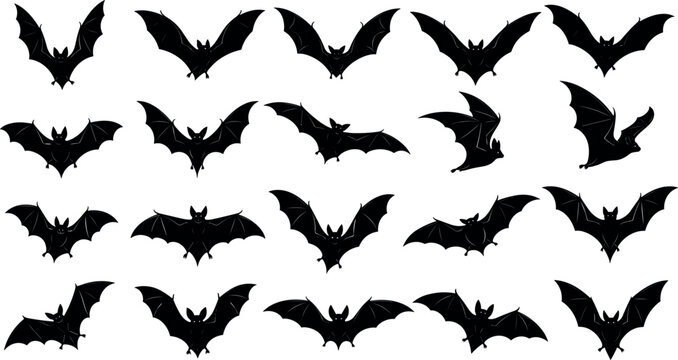 Bat silhouette collection with flying wing poses isolated on white background for halloween design spooky themes and dark wildlife illustration use