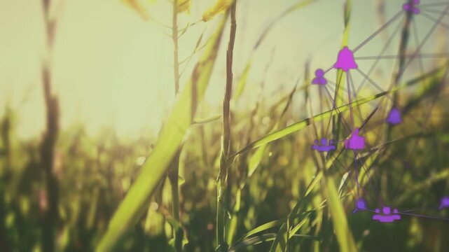 Camera shifting focus revealing yellow wildflower, purple network forming and showing ecology links