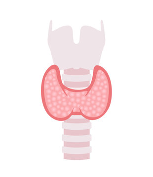 Thyroid gland in flat style. Thyroid gland, trachea, and larynx. Drawing of a healthy thyroid gland. illustration isolated on white background