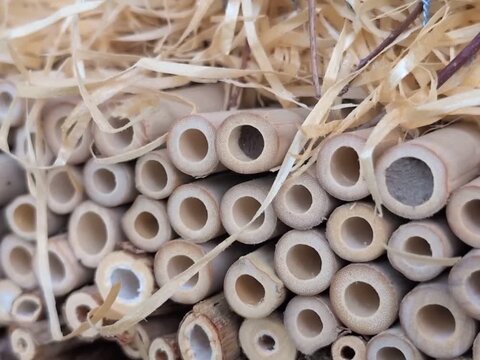 Mauerbiene verschlie&szlig;t ihr R&ouml;hrchen